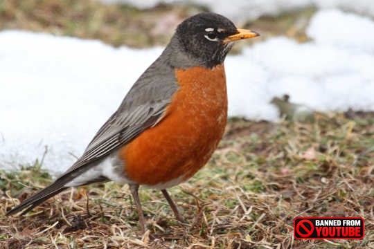 Anybody Seen My Good Friend Robin? Can You Tell Me Where He's Gone?