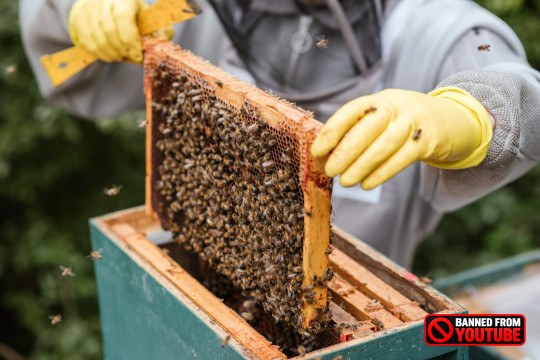 Is Your Honey Authentic? 10 Home Tests to Determine its Purity honey purity 6 4
