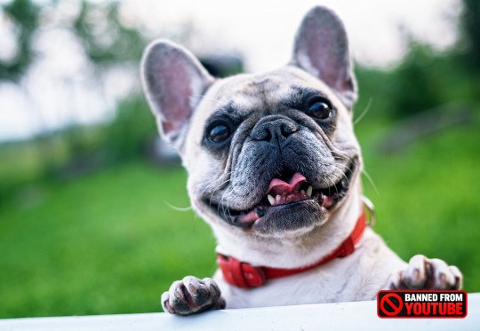 Balancing Immediate Joy and Future Happiness: Insights from Psychology joy is where you find it 6 1
