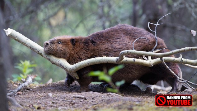 Leave It To Beavers: The Ecological Importance of Nature's Engineers beaver at work 7 29