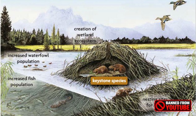 Leave It To Beavers: The Ecological Importance of Nature's Engineers beaver lodge 7 29
