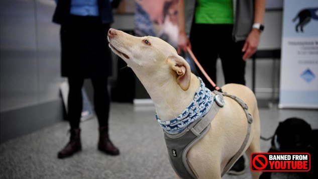 Why Dogs Are More Than Just Pets covid dogs 8 26