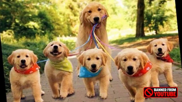 service dogs 8 26