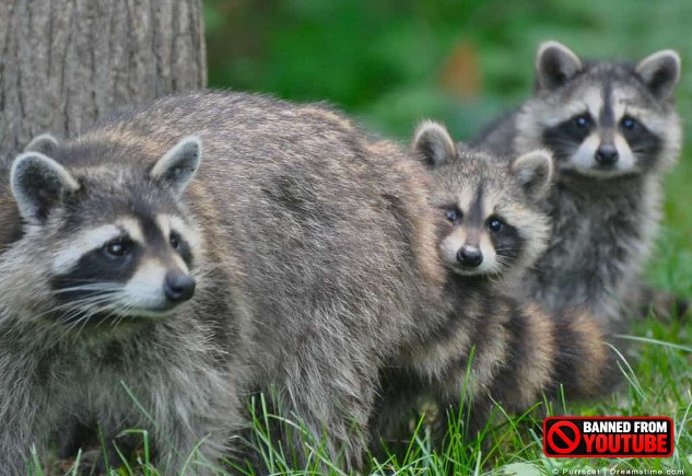 mother raccoon2 5 7