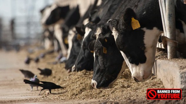 Bird Flu: Could It Trigger the Next Pandemic? mq2wigwi