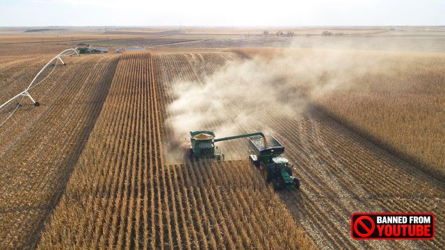 harvesting corn 5 27